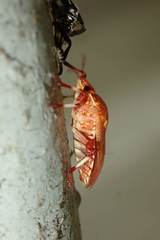 Eocanthecona furcellata