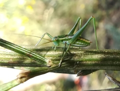 Odontura macphersoni