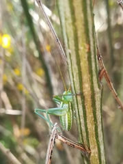 Odontura macphersoni
