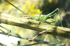 Odontura macphersoni