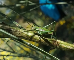 Odontura macphersoni