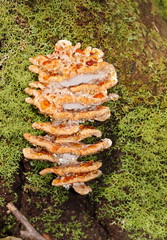 Rigidoporus laetus
