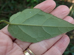 Pyrenacantha scandens