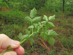 Rubus meracus