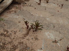 Chamaenerion angustifolium