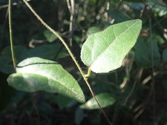 Pyrenacantha scandens