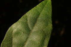 Pyrenacantha scandens