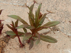 Chamaenerion angustifolium