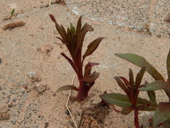 Chamaenerion angustifolium