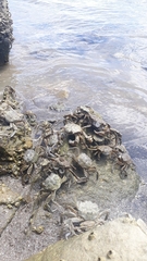 Cyrtograpsus angulatus