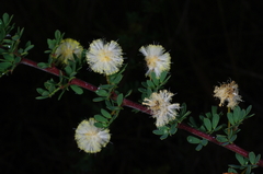 Acacia mitchellii