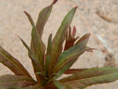 Chamaenerion angustifolium