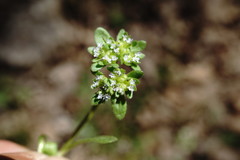 Valerianella turgida