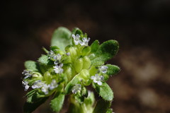 Valerianella turgida
