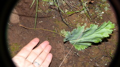 Pelargonium pillansii