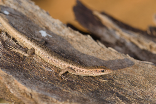 Inland snake-eyed skink, Cryptoblepharus australis