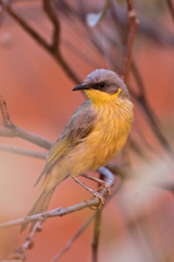 Ptilotula keartlandi