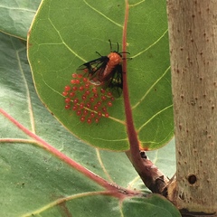 Sericoceros mexicanus