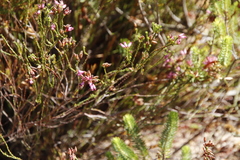 Erica cristata