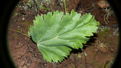 Pelargonium pillansii