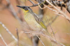 Ptilotula keartlandi