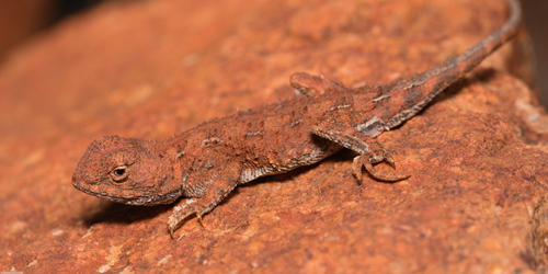 Central Pebble Dragon, Tympanocryptis centralis