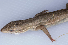 Ichnotropis capensis