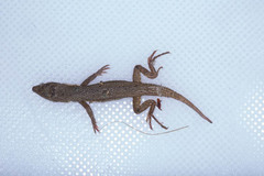 Ichnotropis capensis