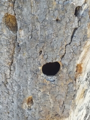 Melanerpes chrysogenys