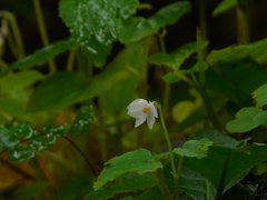 Begonia crenata