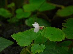 Begonia crenata