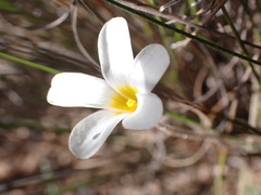 Oxalis attaquana