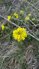 Odontarrhena alpestris