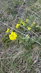 Odontarrhena alpestris