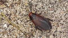 Oxyhaloa deusta