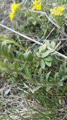 Odontarrhena alpestris