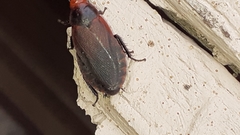 Oxyhaloa deusta