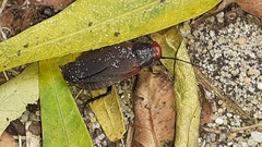 Oxyhaloa deusta