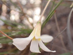 Oxalis attaquana