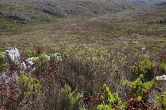 Erica thomae thomae