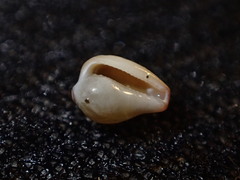 Archierato columbella