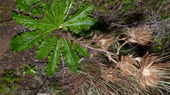 Berkheya carlinoides