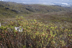 Erica thomae thomae