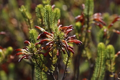 Erica thomae thomae