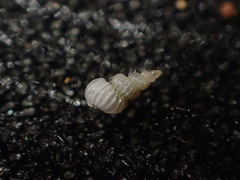 Epitoniidae