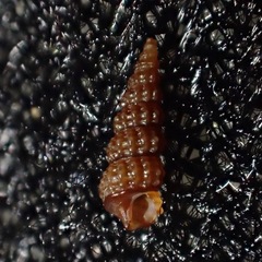 Metaxia convexa