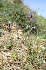 Anchusa thessala