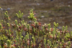 Erica thomae thomae