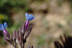Anchusa thessala