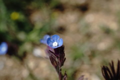 Anchusa thessala